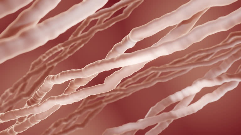 The collagen